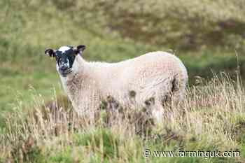 Movements restricted as bluetongue hits Dumfries and Galloway