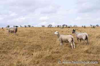 Emergency grants offered to farmers hit by drought and bluetongue
