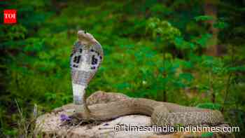 Tips To Stay Safe: Learn how to handle a cobra calmly; reduce encounters near home