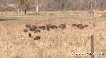Party on the prairie: Second annual LC Nature Park Bison Stomp