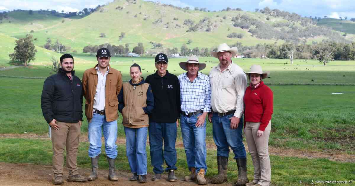 Network sons highly sought after in full clearance at KO Angus bull sale