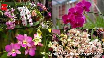 Nearly dead Orchid? 7 simple steps to revive it and encourage new blooms