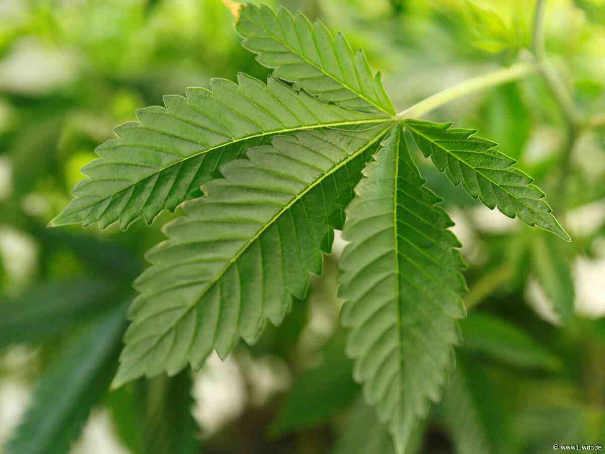 Cannafair in Düsseldorf/Meerbusch startet