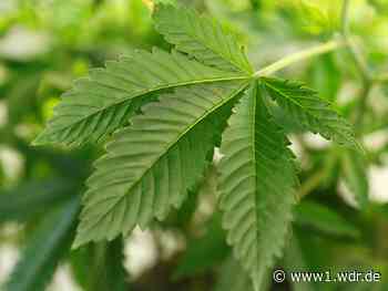 Cannafair in Düsseldorf/Meerbusch startet