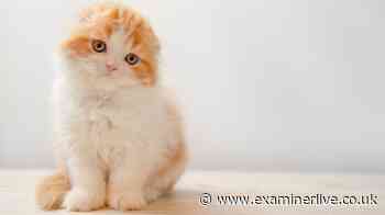 Cat types 'banned' in the UK for safety or health reasons - full list