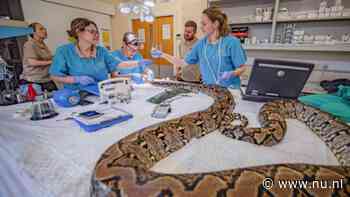 Python ondergaat als eerste slang kankerbehandeling met elektrische schokken
