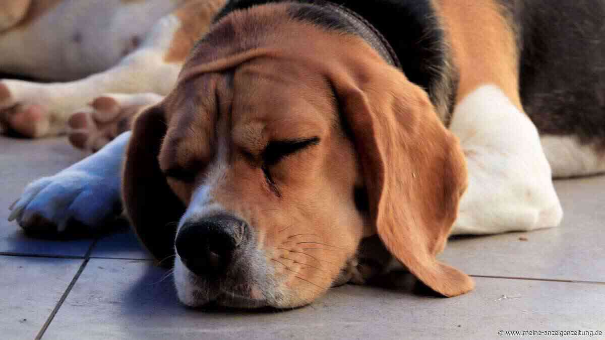 Hund schläft nach der Hitze viel? Das sollten Halter wissen