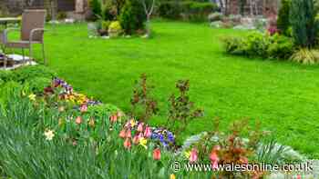 How to revive your lawn after the heatwave – and the mistakes to avoid