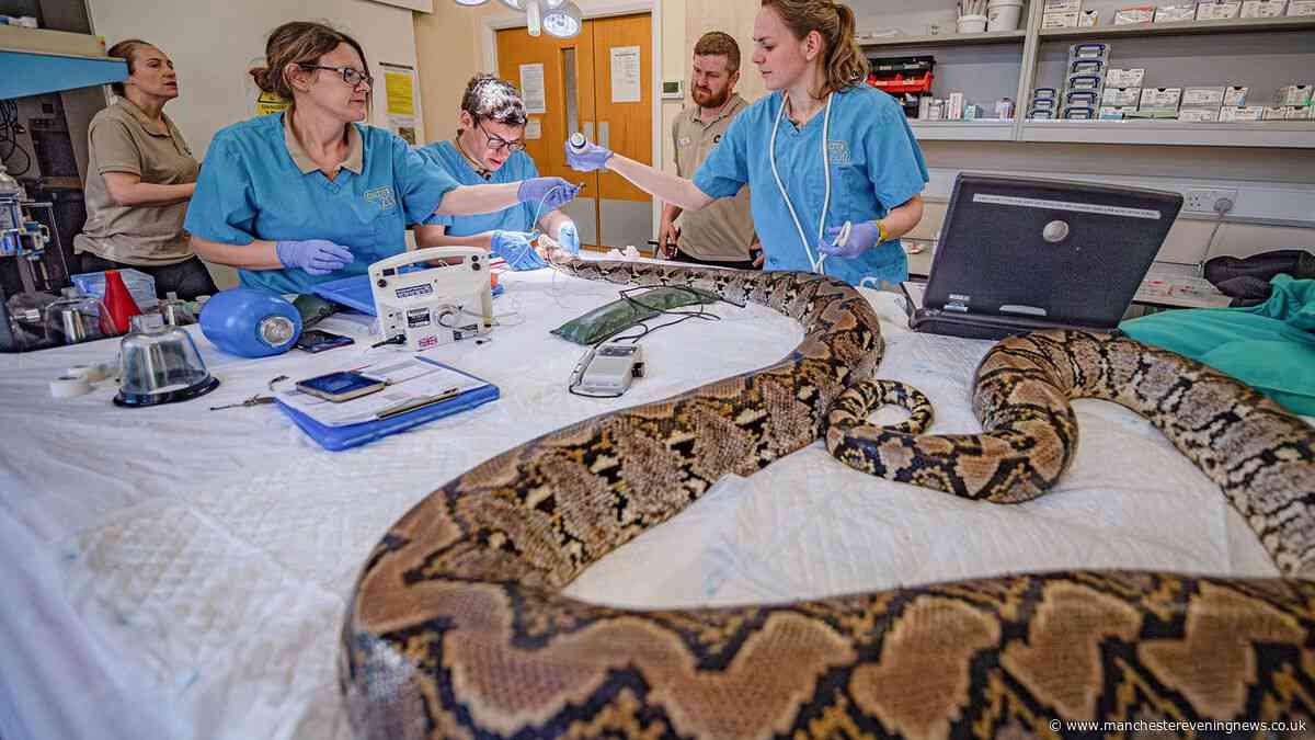 Chester Zoo gives snake called Jodie Foster human cancer treatment as doctors hail 'world first'