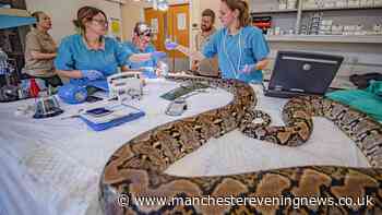 Chester Zoo gives snake called Jodie Foster human cancer treatment as doctors hail 'world first'
