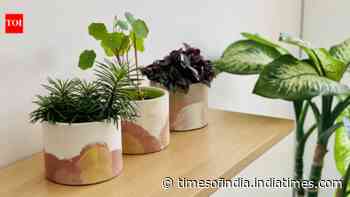 DIY Luxury Plant Corner: Five hacks turn indoor plants into decor statement; on a low budget