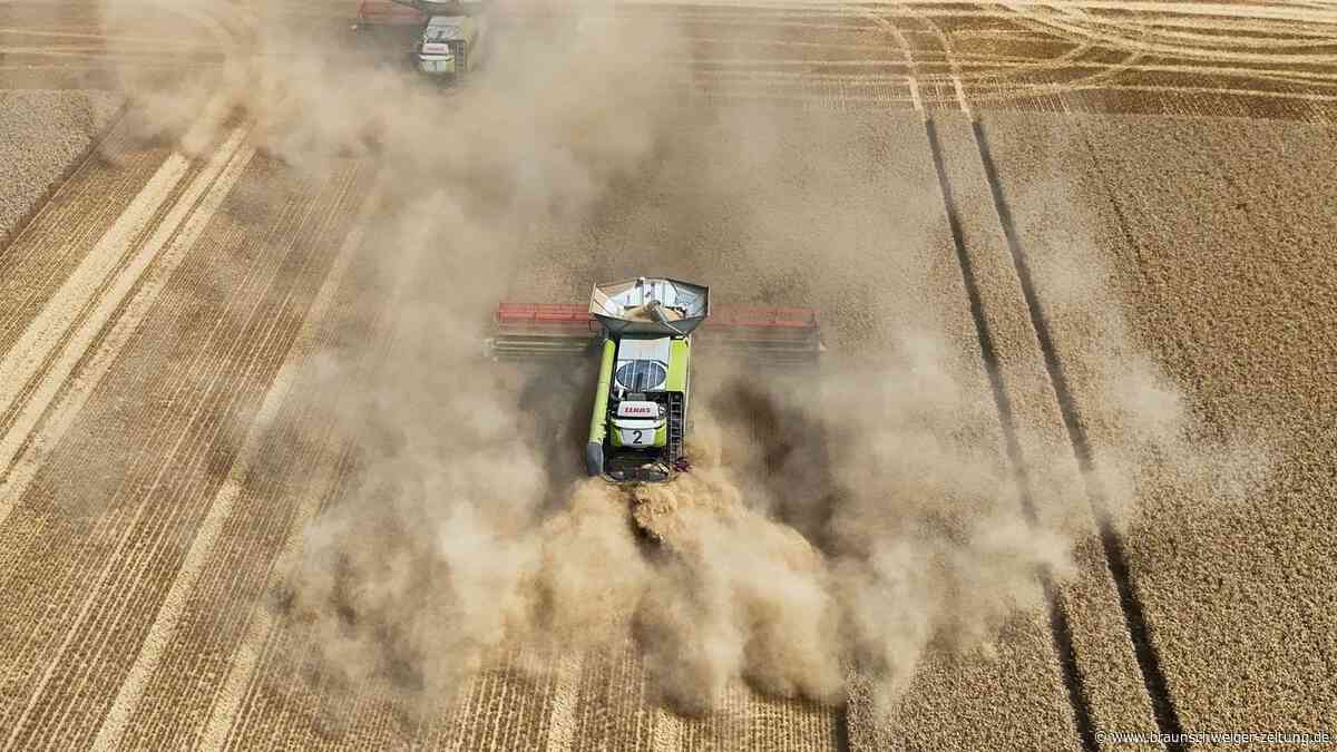 Bauern rund um Braunschweig verlieren jede fünfte Tonne Weizen