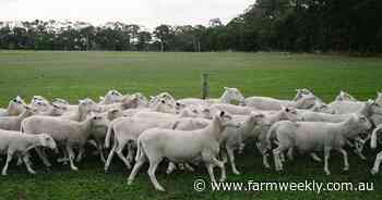 Winding down Glenarty Road for high class restaurant, wines, produce, sheep