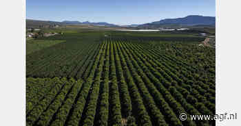 Zuid-Afrika levert jaarrond citrus aan Amerikaanse retailers