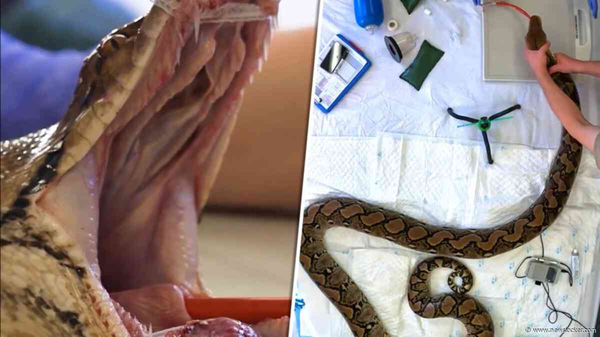 Primeur: python ondergaat speciale behandeling tegen kanker