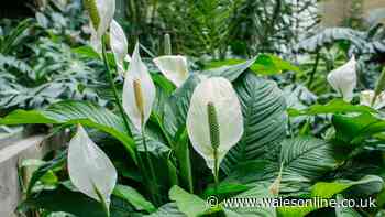 Peace lilies will flower again fast with 2 simple tasks experts swear by