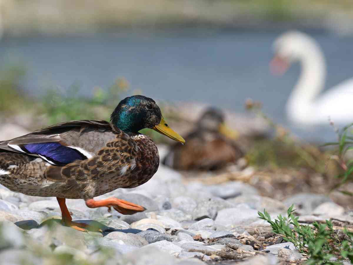 Nervengift: Tote Enten am Rotter See in Troisdorf