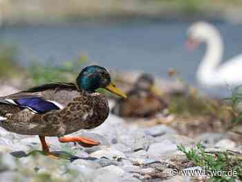 Nervengift: Tote Enten am Rotter See in Troisdorf