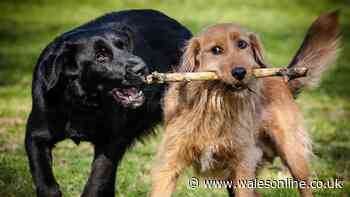 Vet issues warning to dog owners who play fetch with sticks at the park