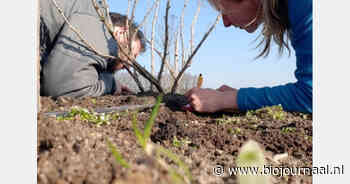 Rabobank sluit aan bij AgroforestryBlueprint voor verdere ontwikkeling agroforestry