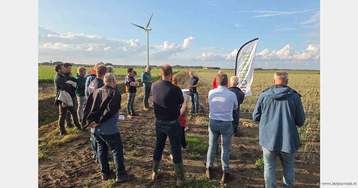 Bladbehandelingen laten verschillen zien in biologische peen bij Aeres Farms