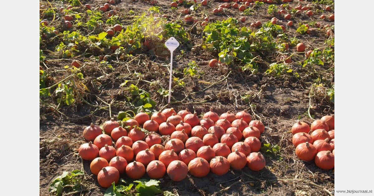 BioFieldlab deelt eerste resultaten onderzoek naar robuuste biologische teelt