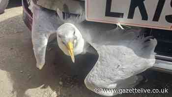 Lucky seagull survives A1 car crash and travelled eight miles to Darlington wedged in car grille