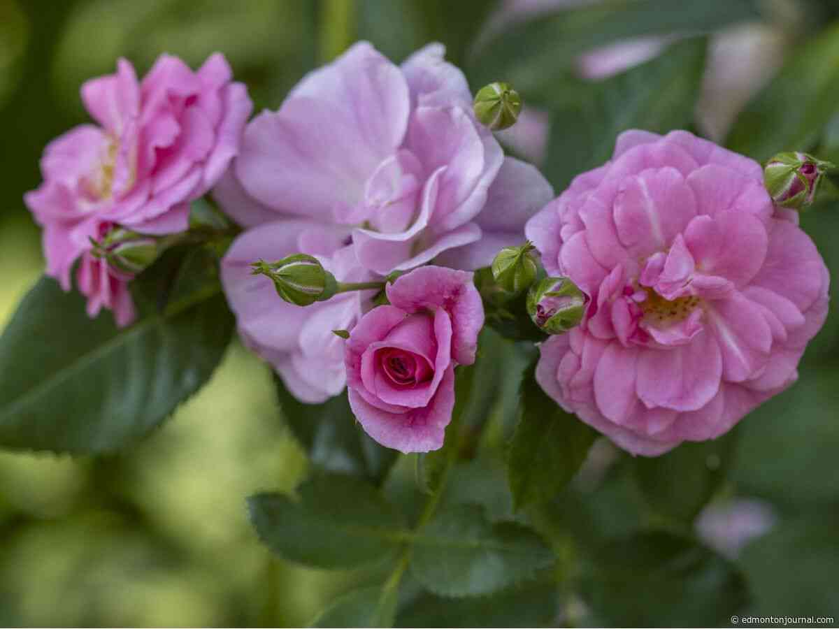 Growing Things: Solving the mystery of drooping roses
