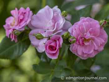 Growing Things: Solving the mystery of drooping roses
