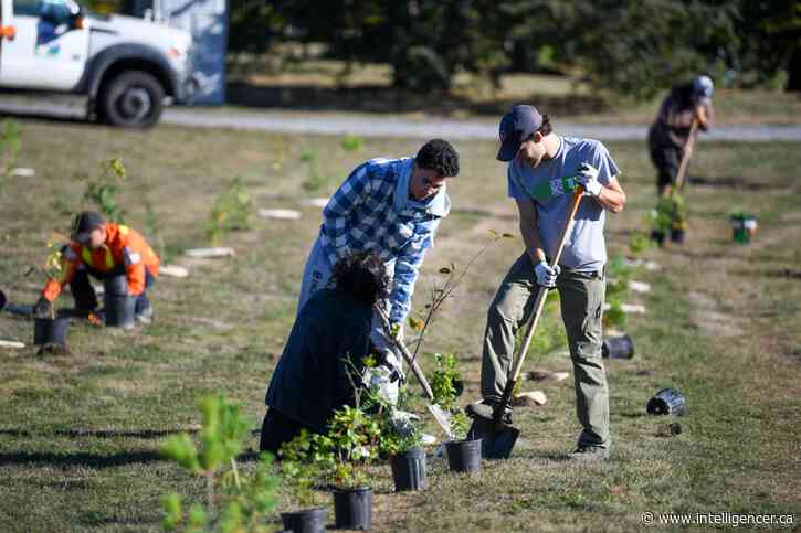 TD Tree Days set to plant 750 trees and shrubs to green Belleville 