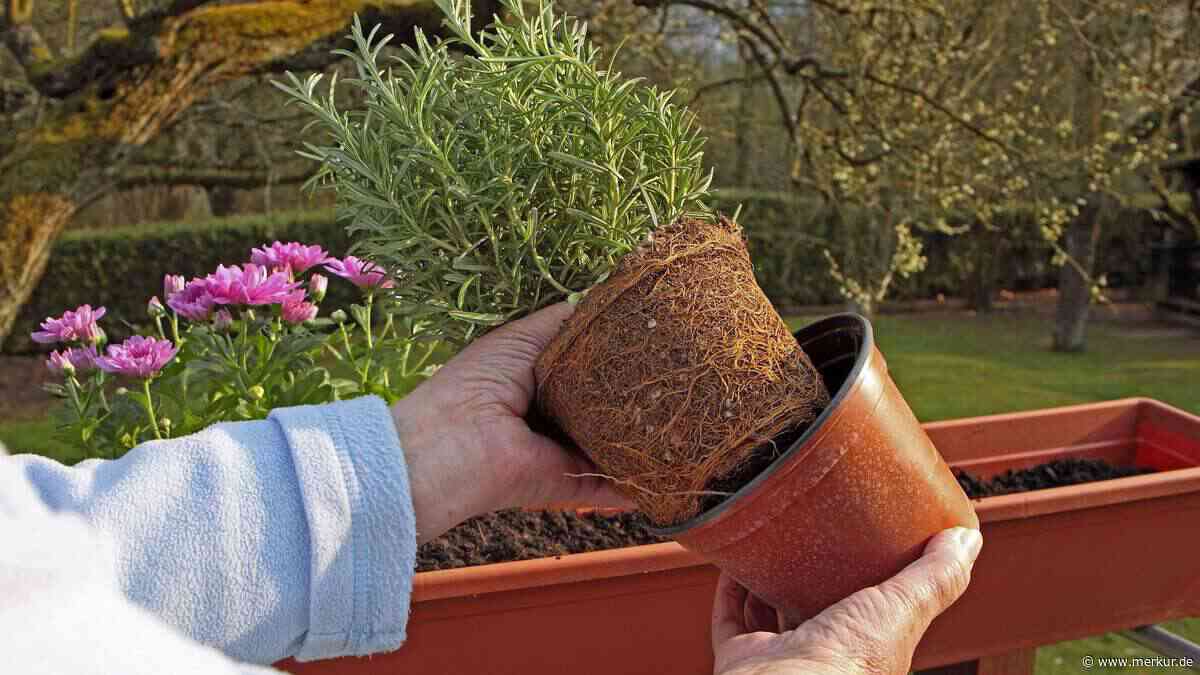 Plastik-Blumentöpfe einfach wegwerfen? Clevere Tricks machen daraus echte Gartenhelfer