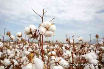 ICE cotton notices mix trend amid consolidation phases