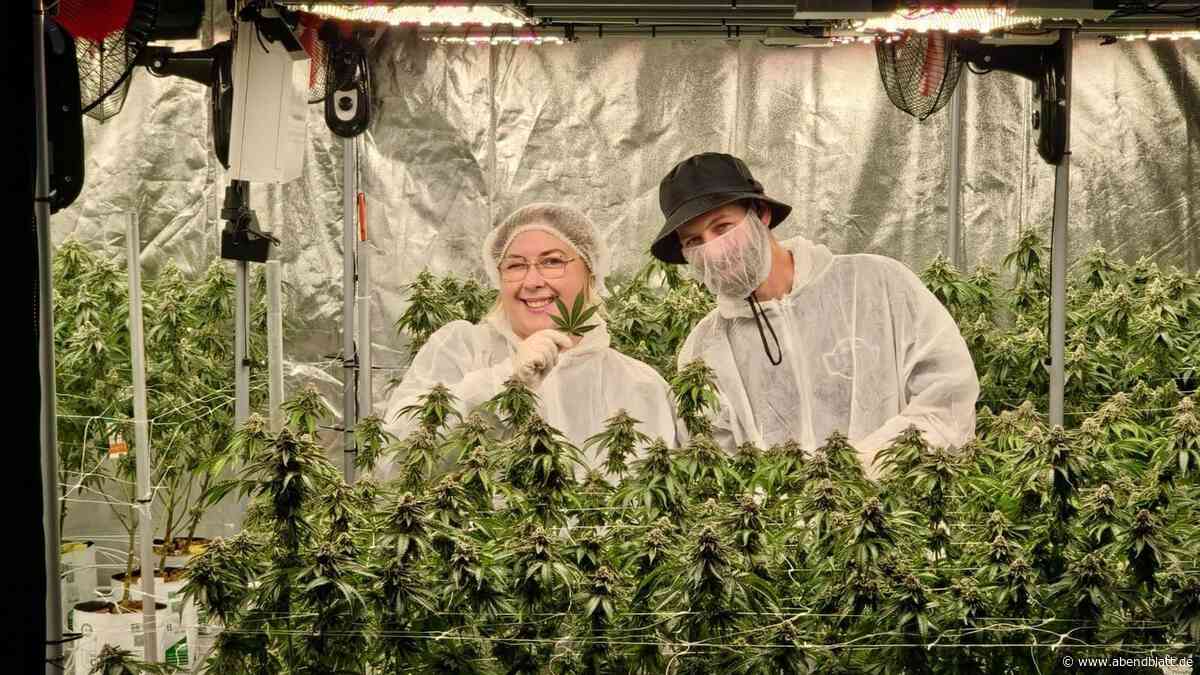 Zwei Cannabisclubs liegen bald Tür an Tür – warum das kein Problem ist