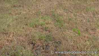 Lawn expert shares how quickly brown grass can recover after rain returns