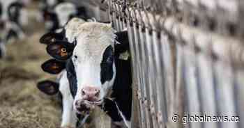 Can Canada uphold dairy supply management while giving U.S. more access?
