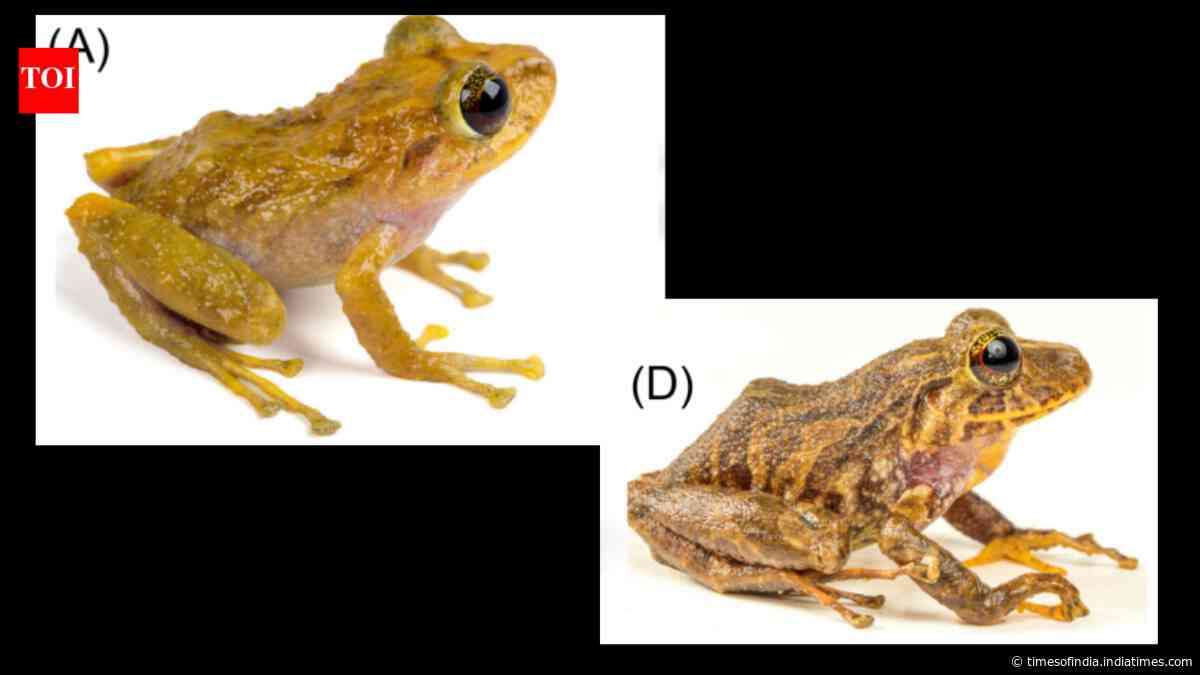 Scientists find a new frog species hidden in a museum drawer for a century