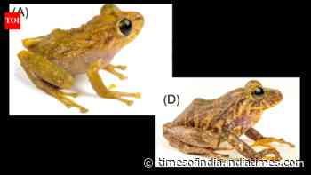 Scientists find a new frog species hidden in a museum drawer for a century