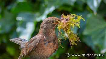 People with bird nests in their garden must follow rules to avoid ‘offence’
