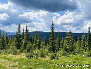 B.C. company starts approval process for new major mine northeast of Kamloops