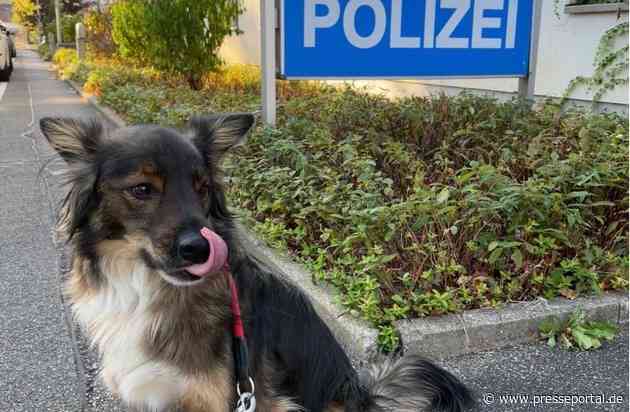 POL-OG: Kuppenheim, Oberndorf - Entlaufener Hund mit Besitzern wiedervereint - Mit guten Nachrichten ins Wochenende