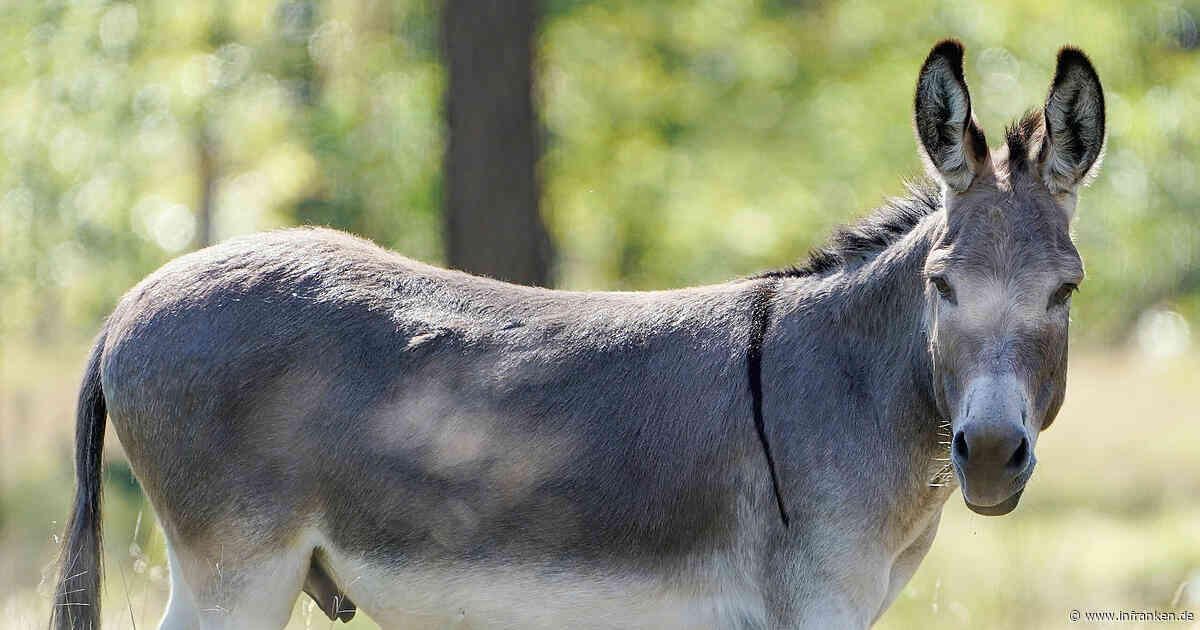 Geestland: Ausgebüxter Esel "Freddy" verletzt zwei Menschen in Wohnmobil