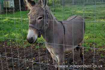 Drivers injured in German donkey attack