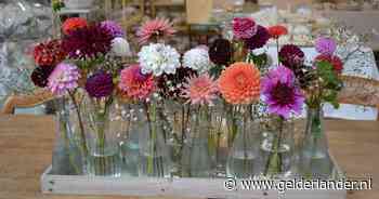 Dahlia’s staan centraal tijdens Dahlia Spektakel in Wolfheze