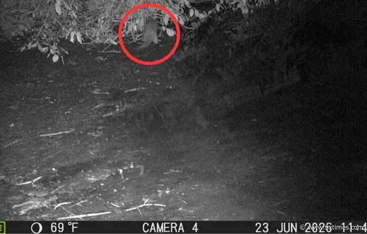 River otter sighting after 100 years offers hope for Bronx River’s recovery