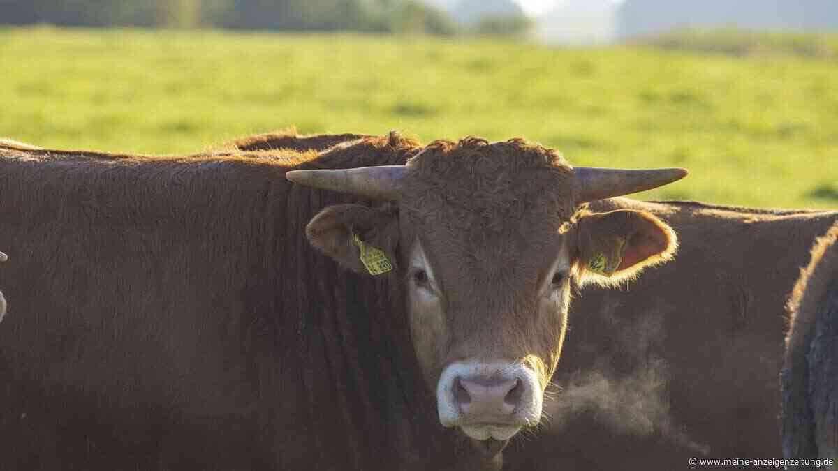 Tragödie auf Bauernhof: 74-Jähriger stirbt im Stiergehege – Sohn schlägt vergeblich Alarm