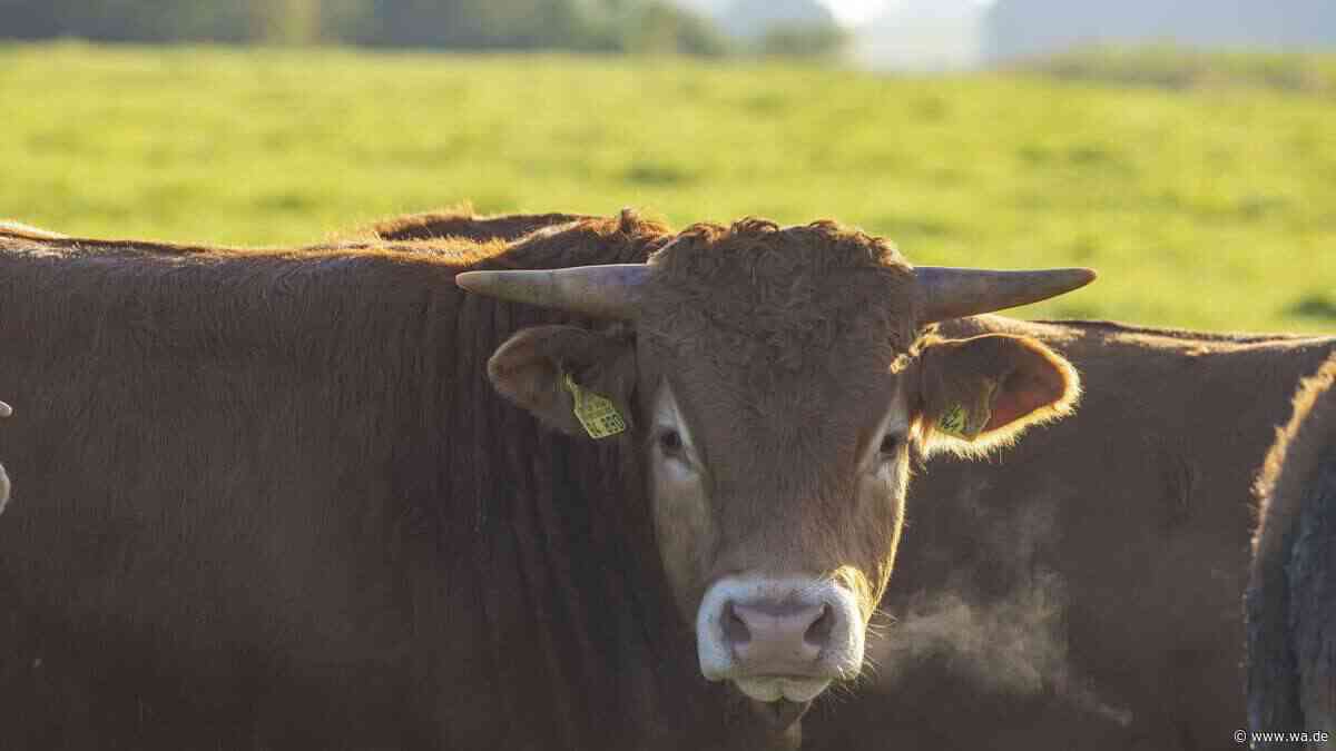 Tragödie auf Bauernhof: 74-Jähriger stirbt im Stiergehege – Sohn schlägt vergeblich Alarm