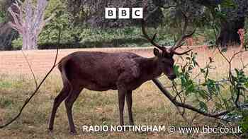 Why are local breweries are feeding Wollaton Park's deer?