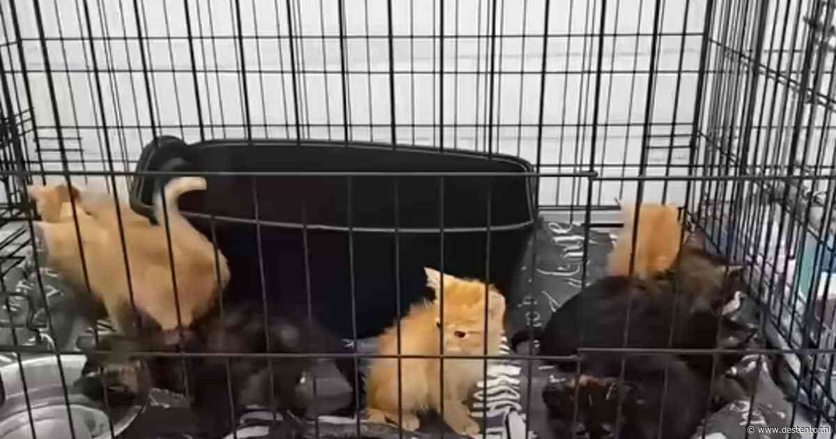 Acht kittens gedumpt bij Emmeloord, vermagerd en onder de vlooien