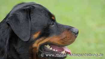 Tragödie in Italien: 72-Jähriger stirbt nach Angriff von zwei Rottweilern