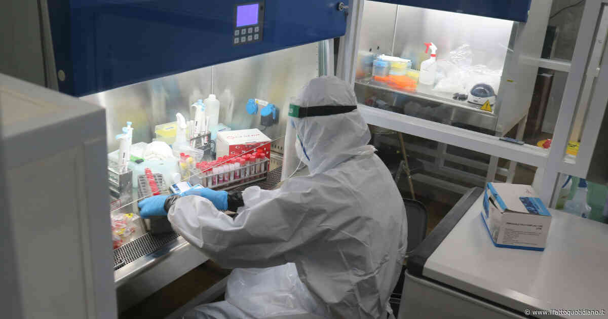 “Hanno mangiato germogli di erba medica e si sono sentiti male”: oltre 40 contagi da Salmonella ed Escherichia coli, cosa c’è dietro il focolaio negli usa